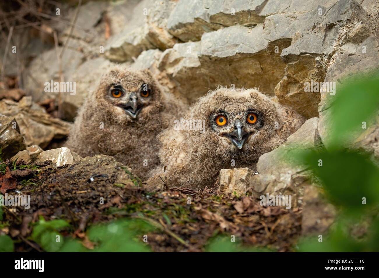 Überrascht eurasischen Adler-Eule Küken auf Nest im Frühjahr Natur. Stockfoto
