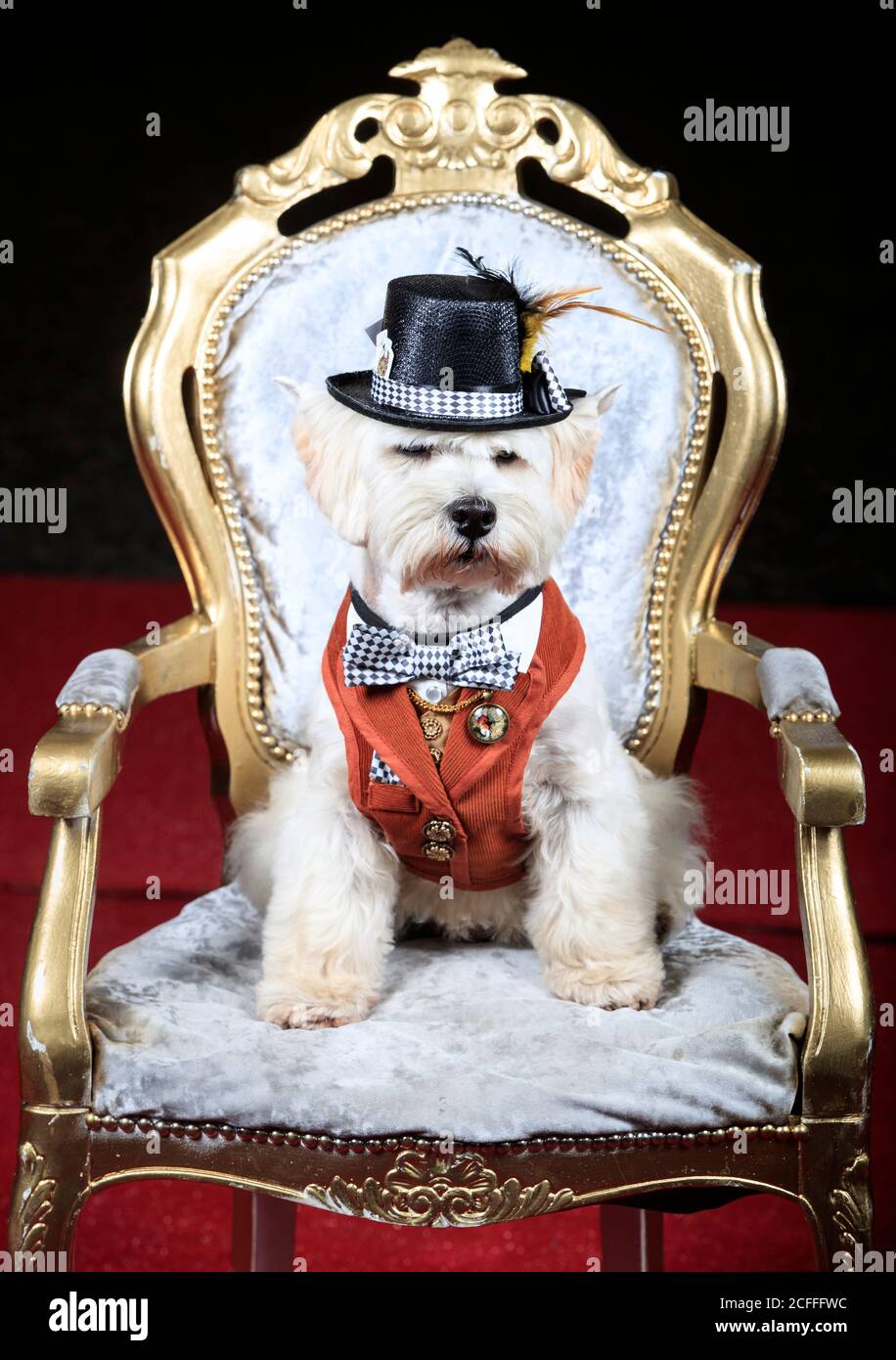 Keegan der West Highland White Terrier kleiden sich als Mad Hatter, während einer Alice im Wunderland und Charlie und der Chocolate Factory Furbabys Dog Pageant in der Jodhpurs Riding School in Tockwith, North Yorkshire. Stockfoto