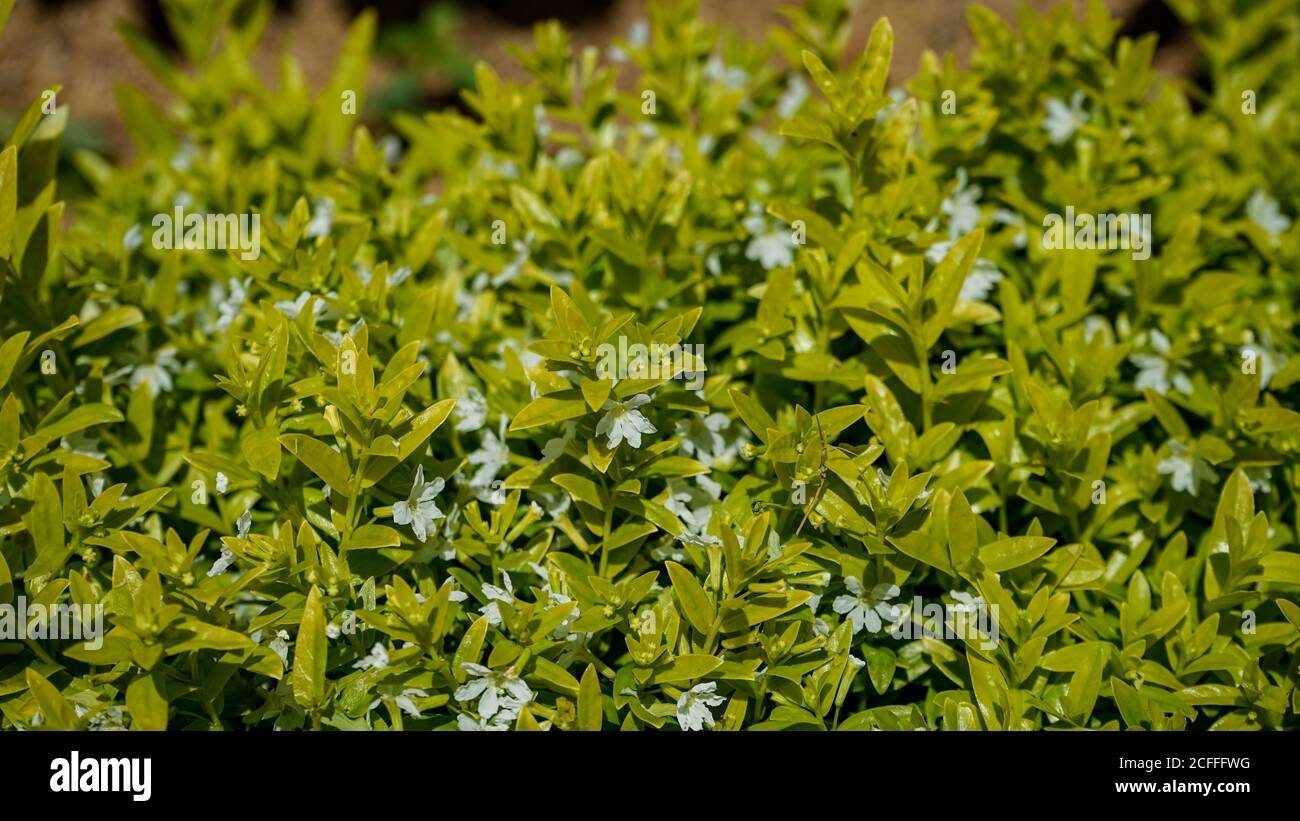 Nahaufnahme der Blumen in der Blüte am Morgen Stockfoto