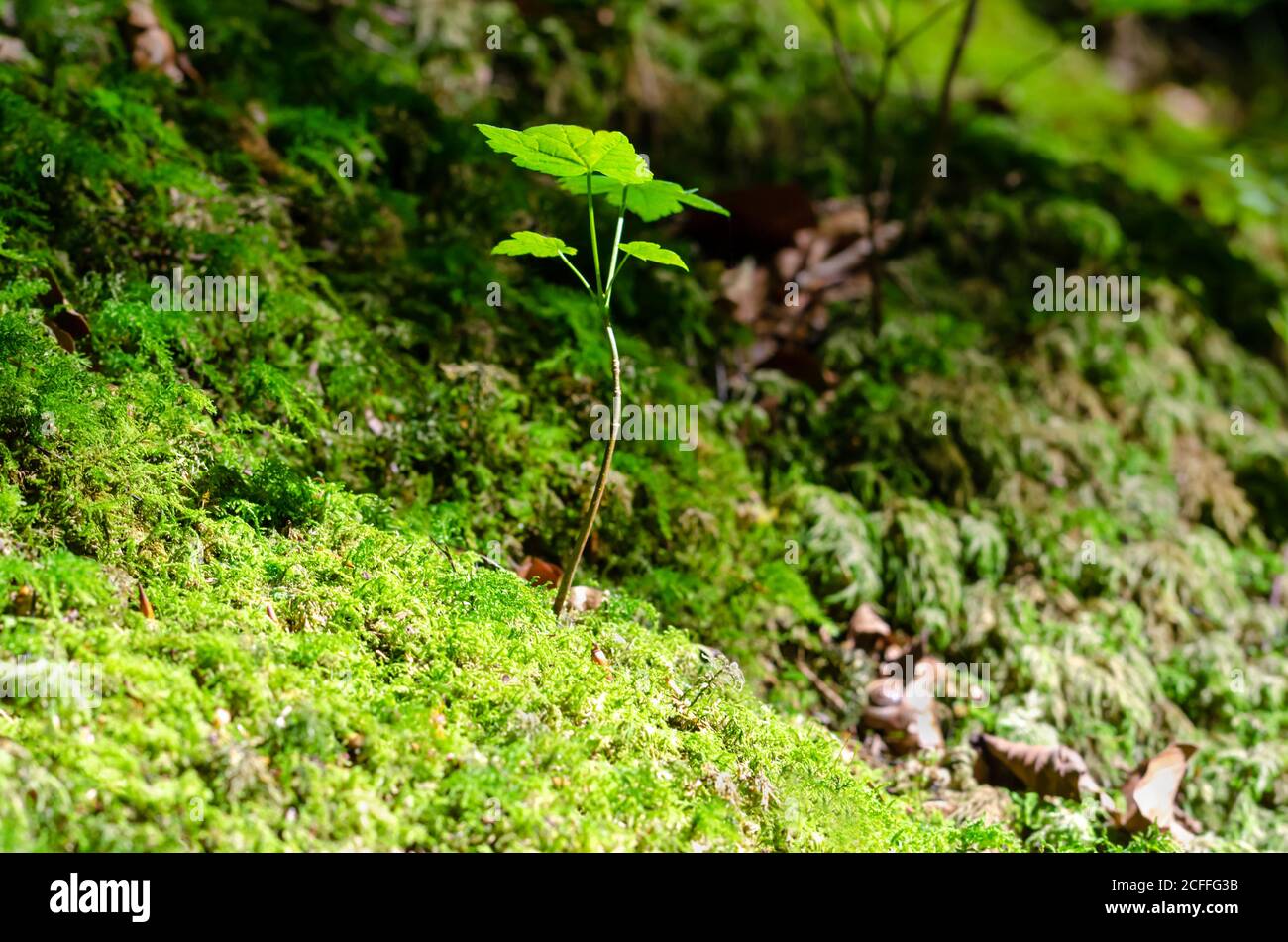 Junger Platanenbaum im Sonnenlicht auf einem moosigen Waldboden. Eine Art von Acer pseudoplatanus, einem Ahornbaum, der in Mitteleuropa beheimatet ist. Stockfoto