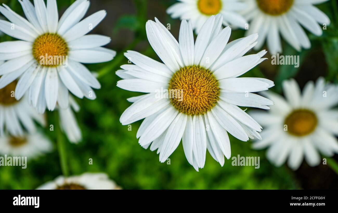 Nahaufnahme der Blumen in der Blüte am Morgen Stockfoto