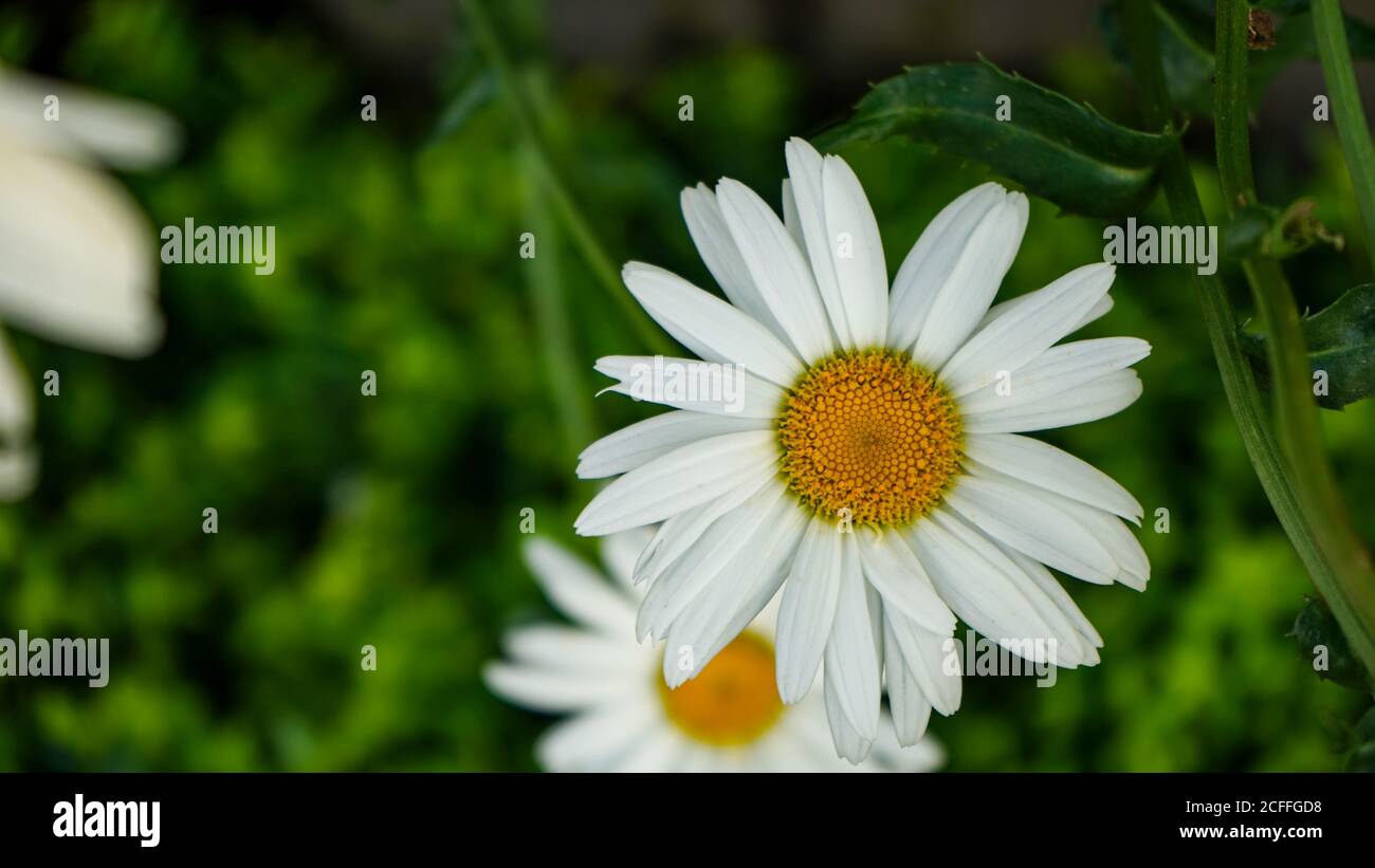 Nahaufnahme der Blumen in der Blüte am Morgen Stockfoto