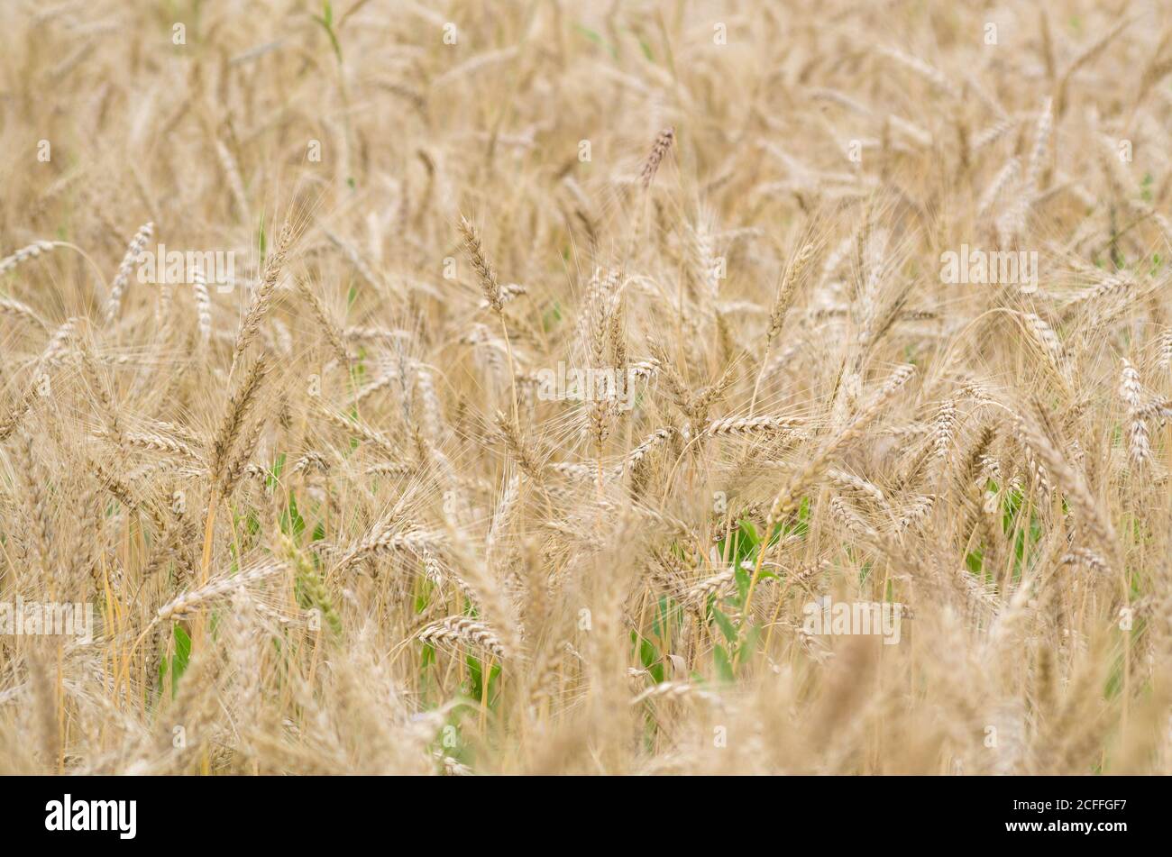 Reife Weizenkulturen im flachen Fokus. Saisonaler landwirtschaftlicher Hintergrund. Stockfoto