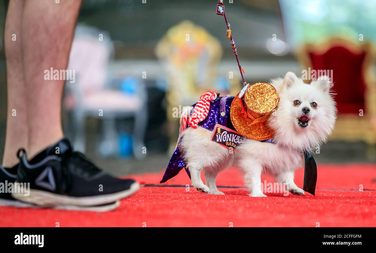 Bailey, der pommersche Hund, gekleidet als Willy Wonka, während einer Alice im Wunderland und Charlie und der Chocolate Factory Furbabys Dog Pageant in der Jodhpurs Riding School in Tockwith, North Yorkshire. Stockfoto