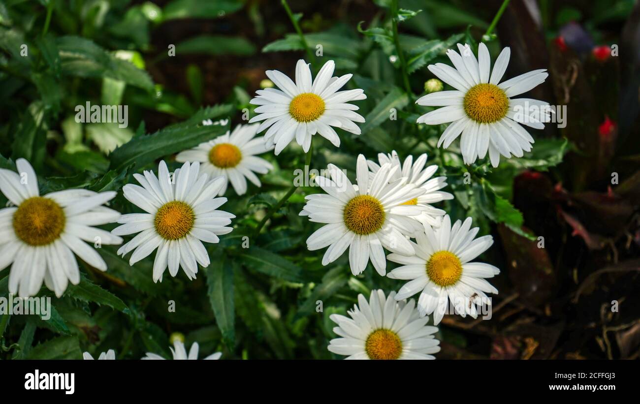 Nahaufnahme der Blumen in der Blüte am Morgen Stockfoto