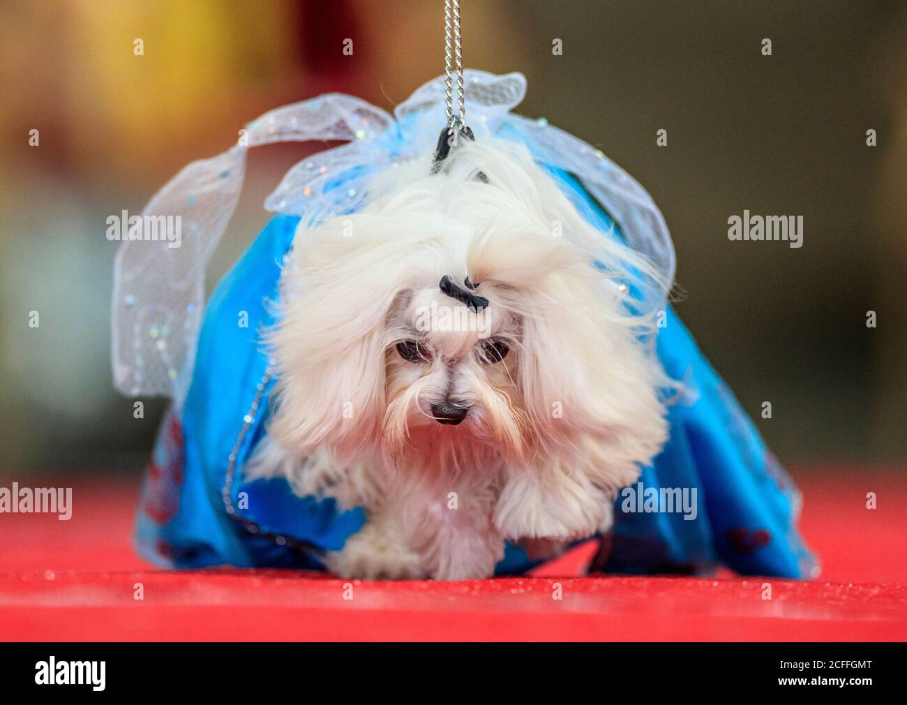 Ein Hund während eines Alice im Wunderland und Charlie und der Chocolate Factory-Themen Furbabies Dog Pageant in Jodhpurs Riding School in Tockwith, North Yorkshire. Stockfoto
