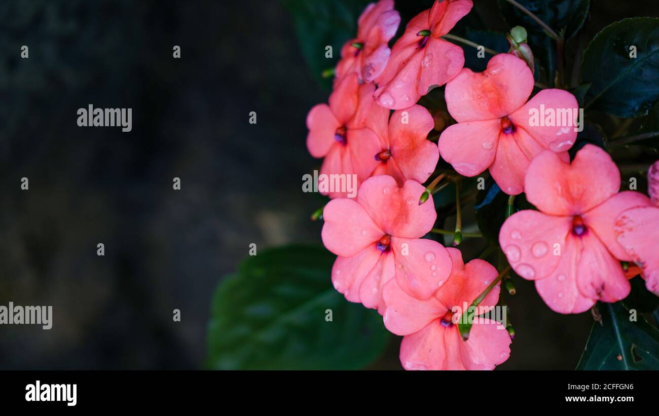 Nahaufnahme der Blumen in der Blüte am Morgen Stockfoto