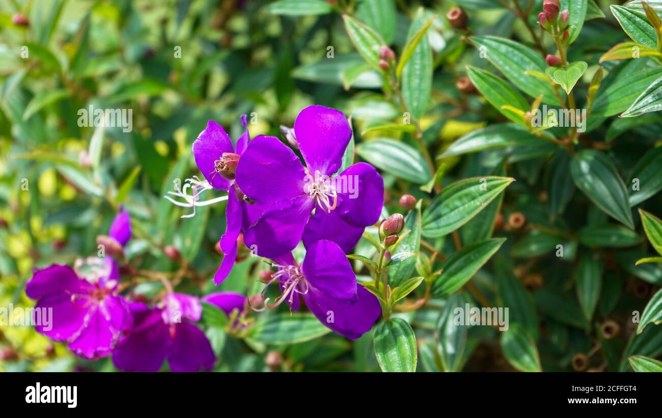 Nahaufnahme der Blumen in der Blüte am Morgen Stockfoto