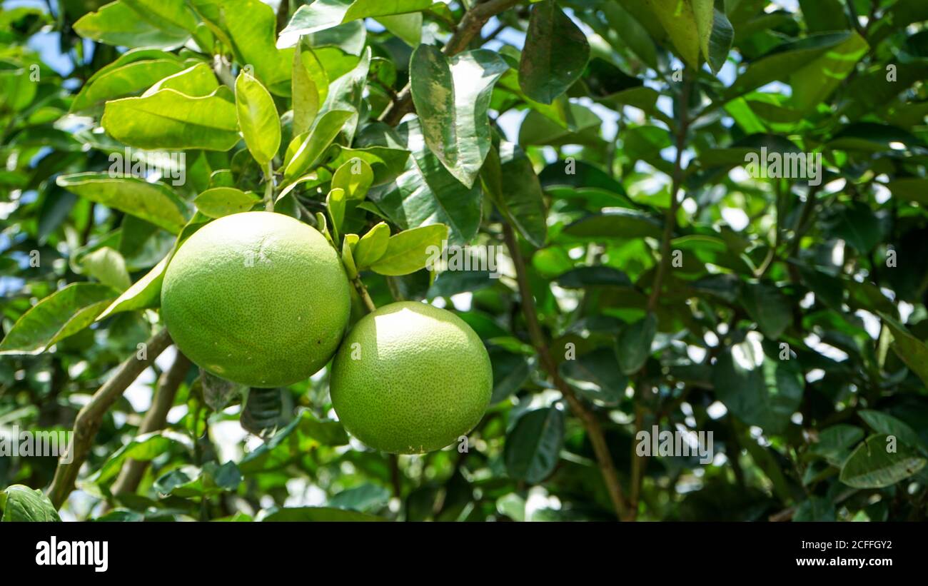 Nahaufnahme der Grapefruit auf dem Baum am Morgen Stockfoto