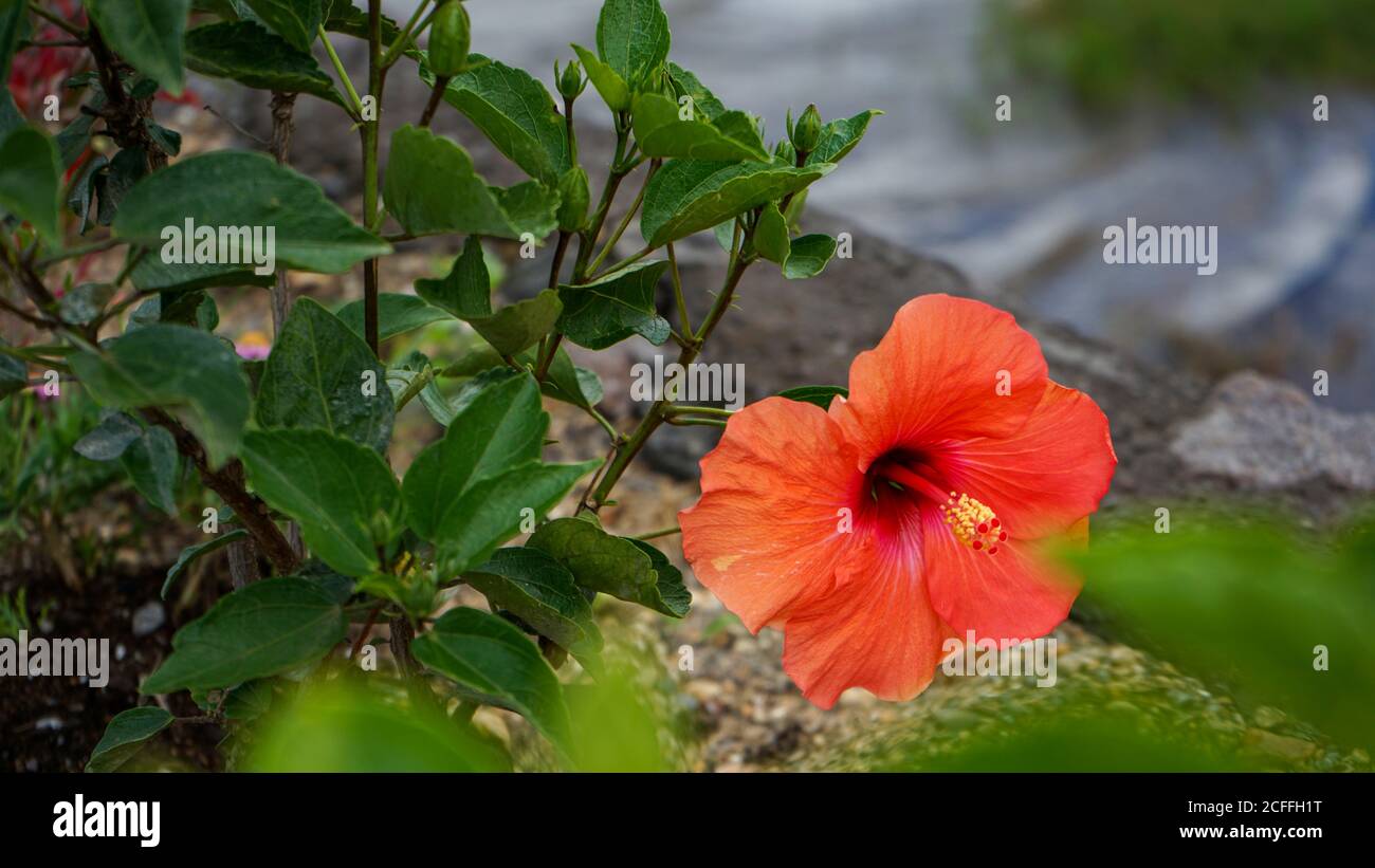 Nahaufnahme der Blumen in der Blüte am Morgen Stockfoto