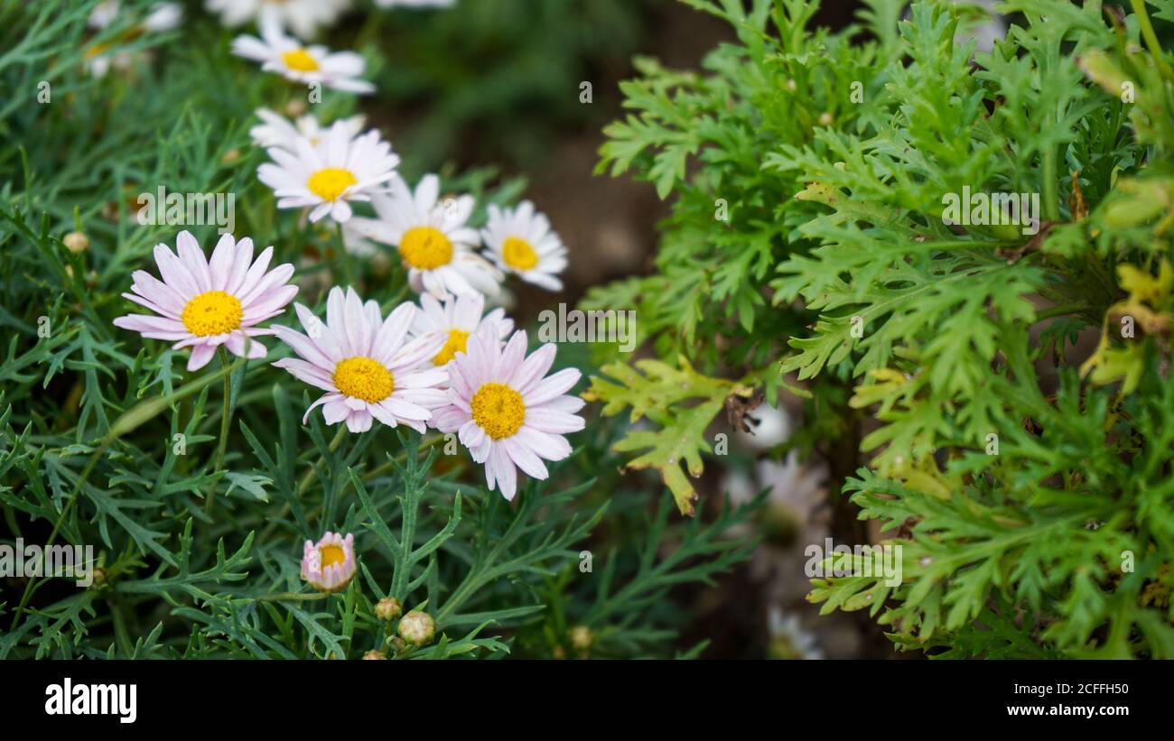 Nahaufnahme der Blumen in der Blüte am Morgen Stockfoto