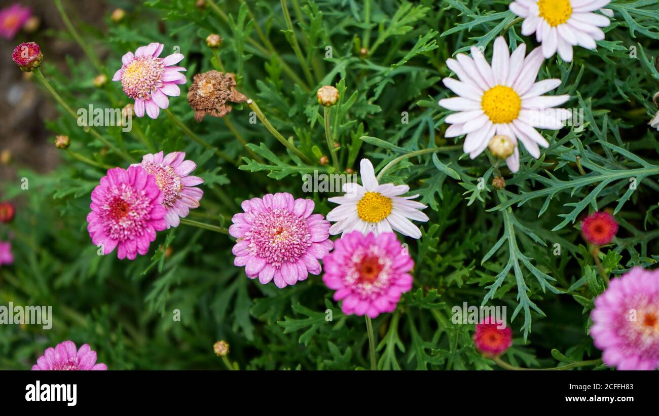 Nahaufnahme der Blumen in der Blüte am Morgen Stockfoto