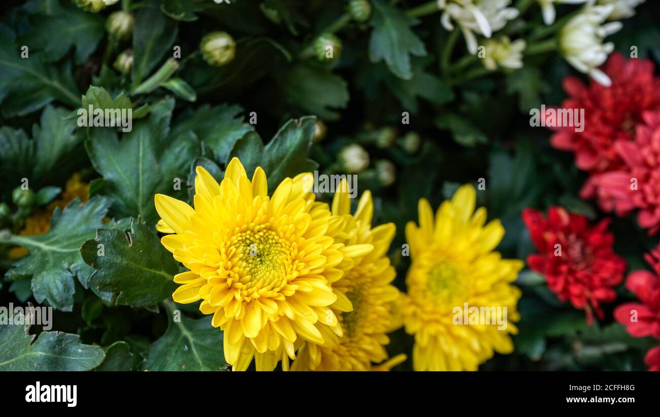 Nahaufnahme der Blumen in der Blüte am Morgen Stockfoto