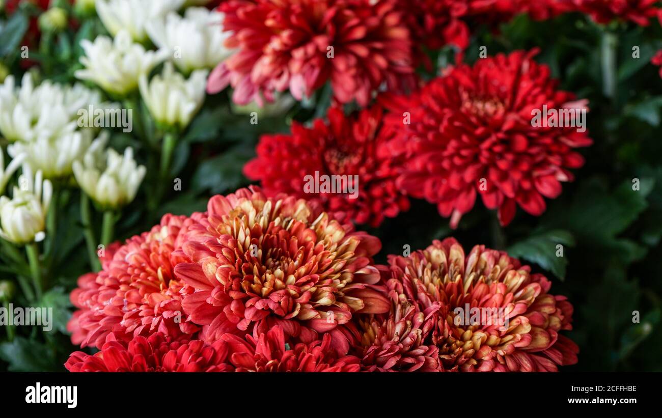 Nahaufnahme der Blumen in der Blüte am Morgen Stockfoto