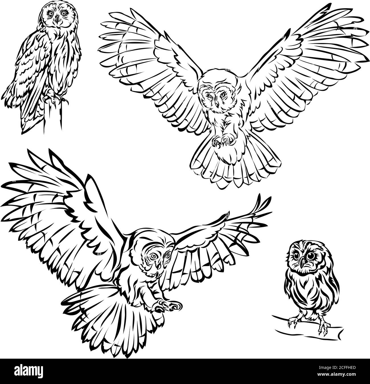 Eule, Vogel, Bild, Grafik, Farbe, schwarz, Illustration, Design, Symbol, isoliert, Zeichnung, Kunst, Kopf, Flügel, Flug, Vektor, Greifvogel, Federn Stock Vektor