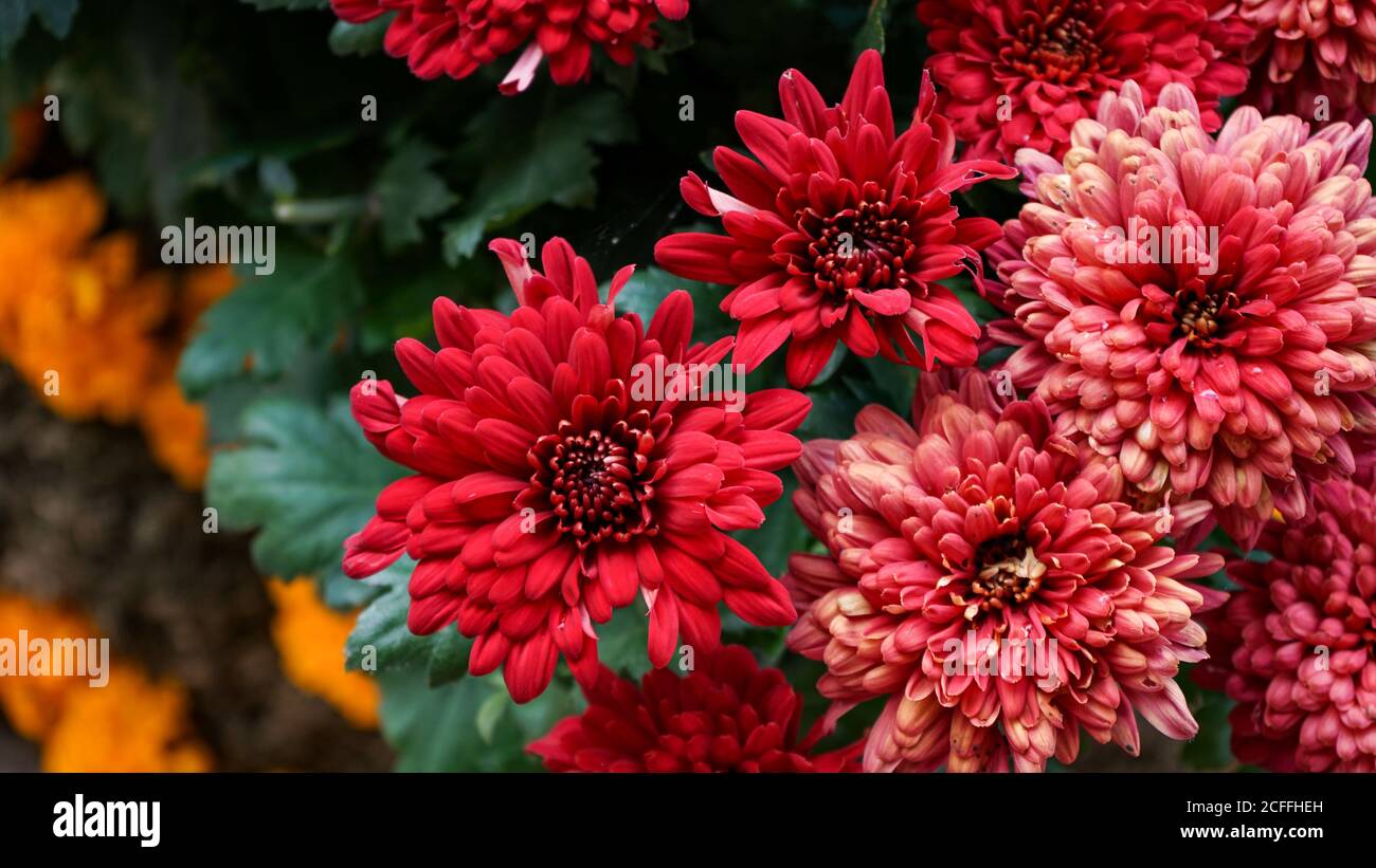 Nahaufnahme der Blumen in der Blüte am Morgen Stockfoto