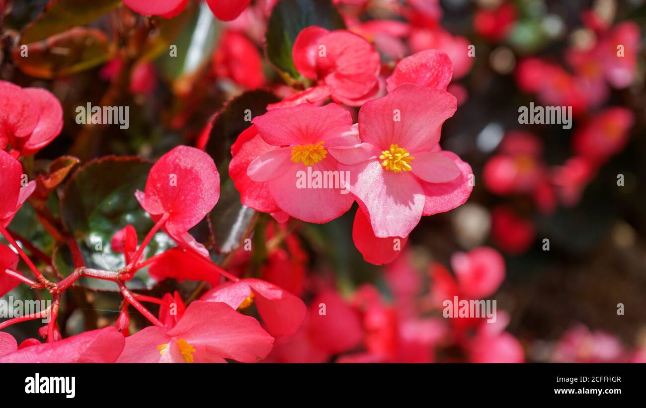 Nahaufnahme der Blumen in der Blüte am Morgen Stockfoto