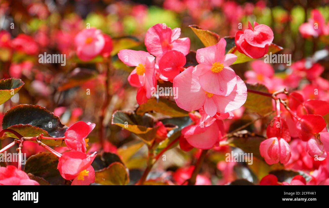 Nahaufnahme der Blumen in der Blüte am Morgen Stockfoto