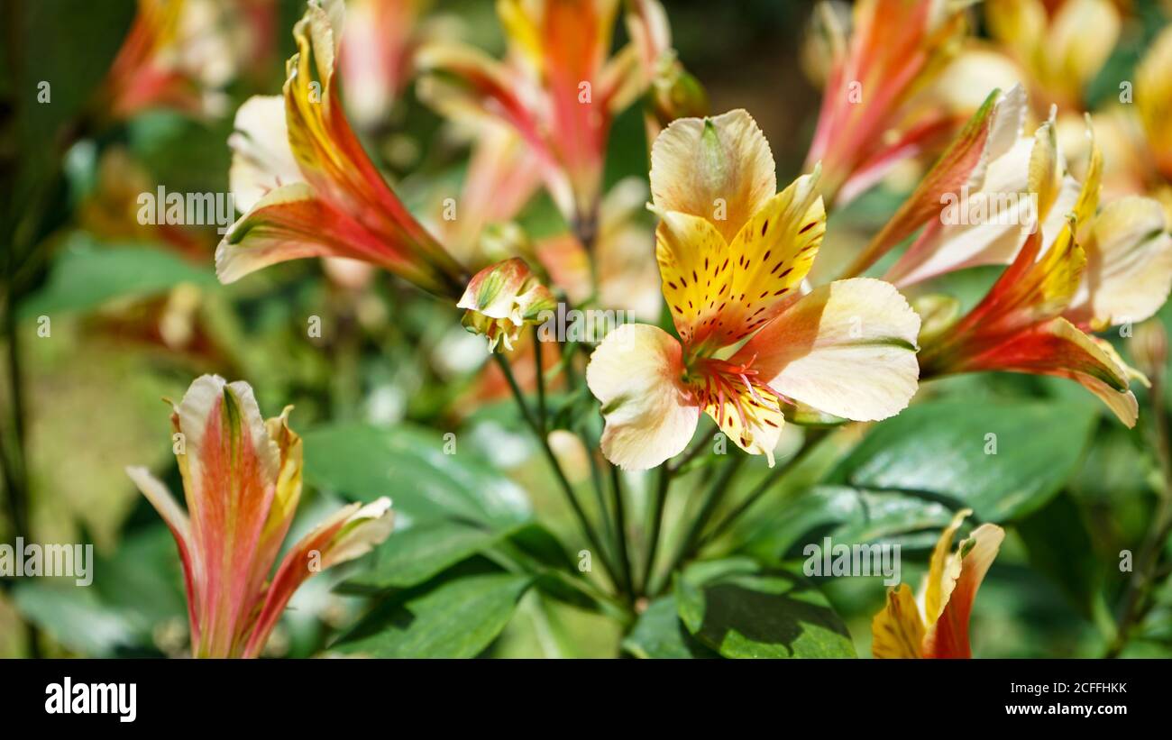 Nahaufnahme der Blumen in der Blüte am Morgen Stockfoto