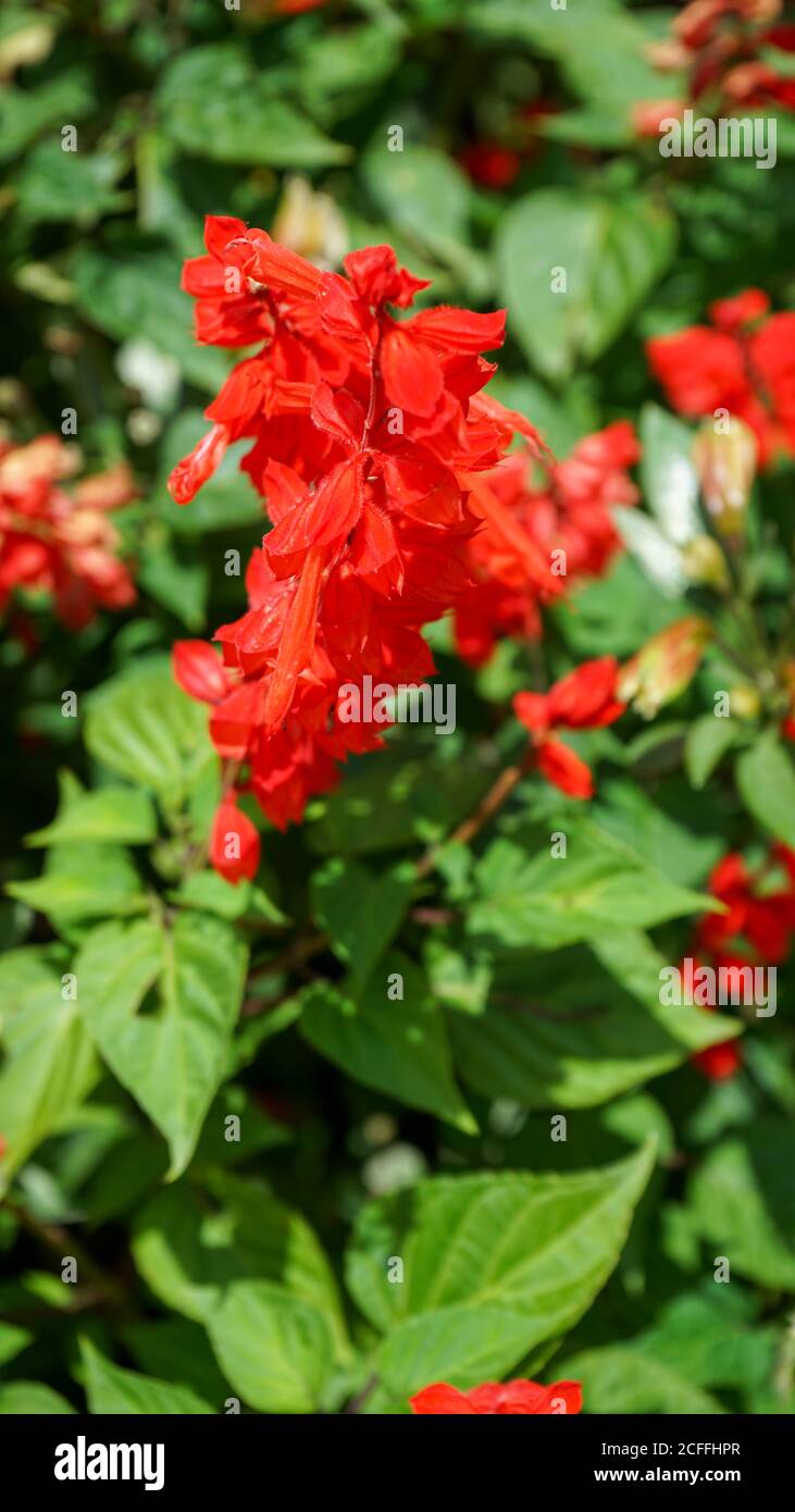 Nahaufnahme der Blumen in der Blüte am Morgen Stockfoto