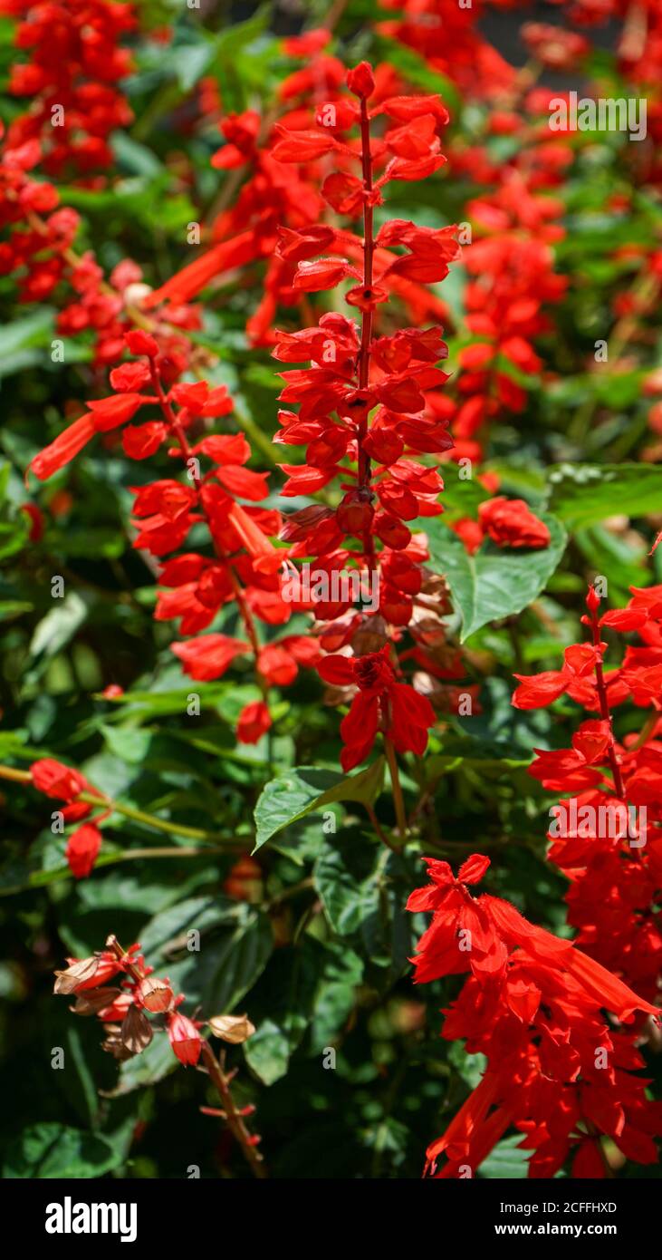 Nahaufnahme der Blumen in der Blüte am Morgen Stockfoto