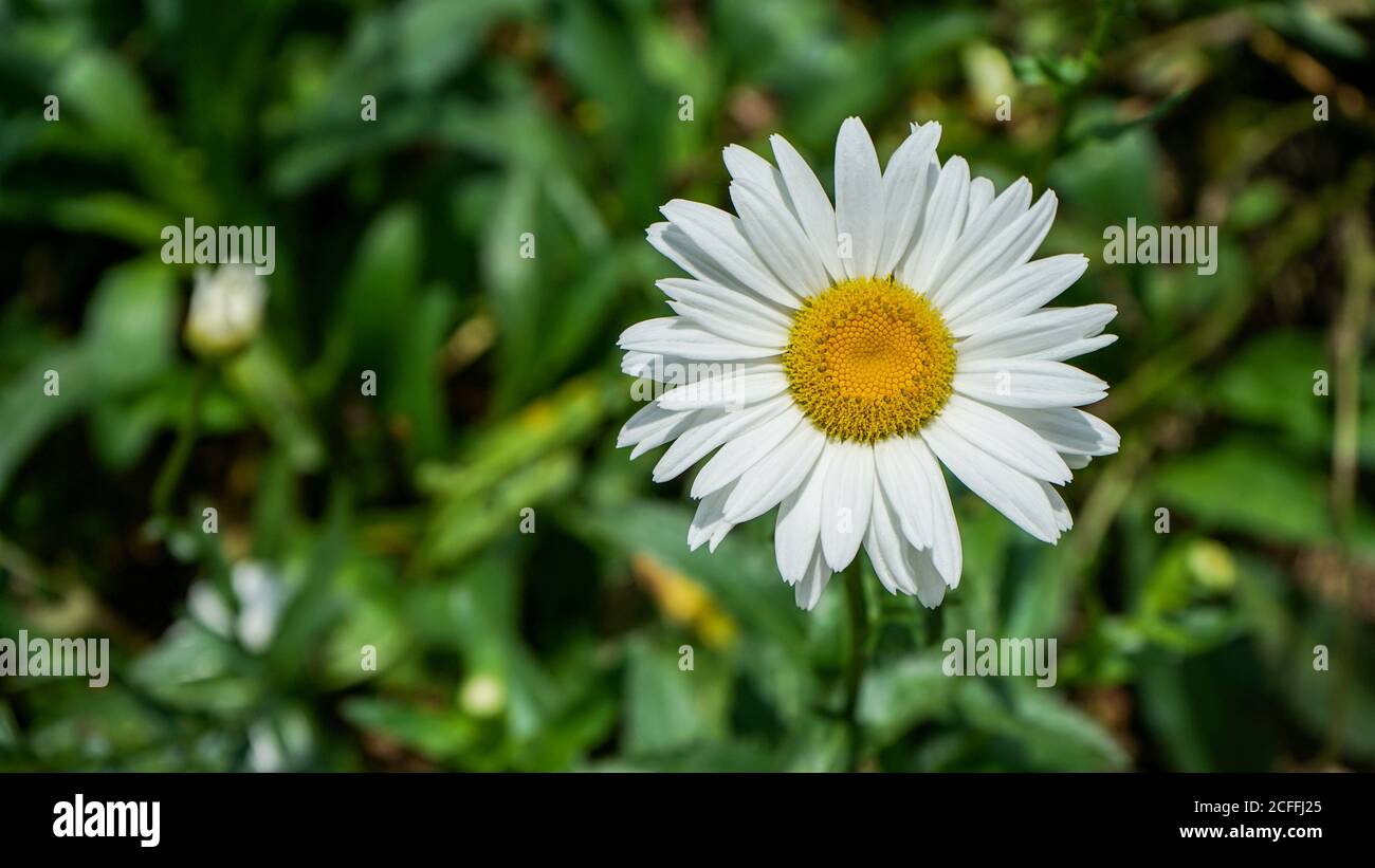 Nahaufnahme der Blumen in der Blüte am Morgen Stockfoto