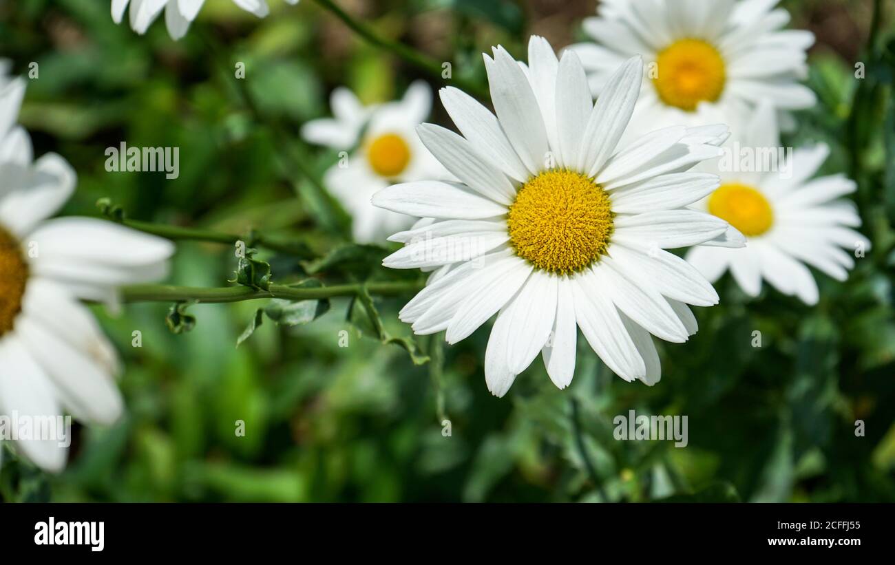 Nahaufnahme der Blumen in der Blüte am Morgen Stockfoto