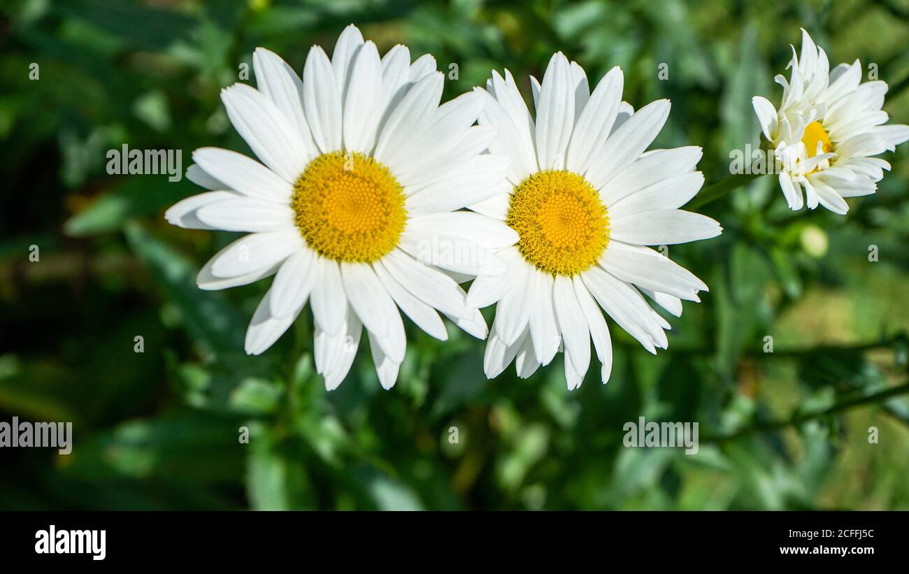Nahaufnahme der Blumen in der Blüte am Morgen Stockfoto