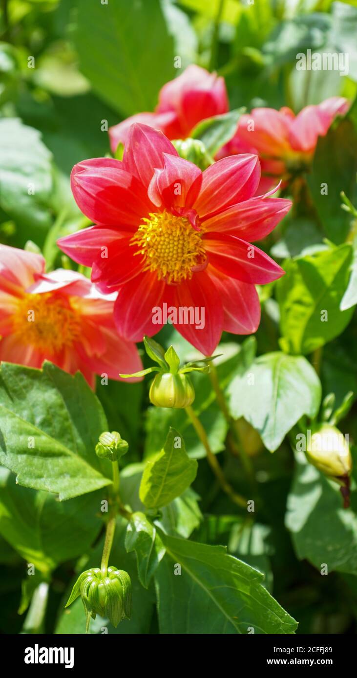 Nahaufnahme der Blumen in der Blüte am Morgen Stockfoto