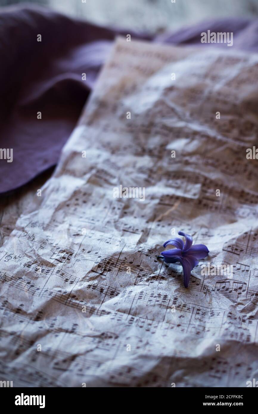 Winzige violette Blume auf der Oberfläche von zerknittert Noten platziert Stockfoto