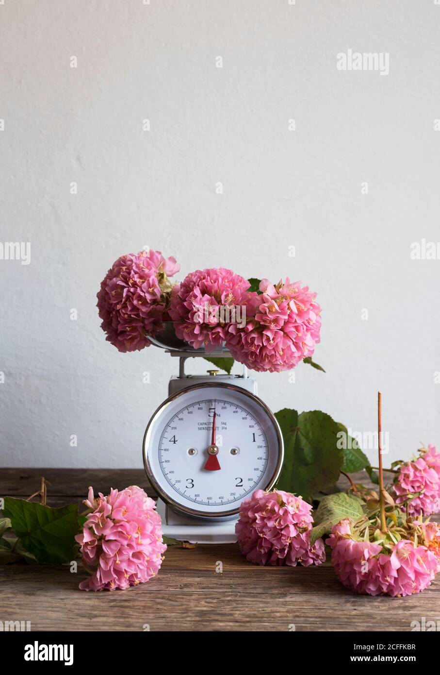 Bündel von schönen rosa Blumen auf Waage und platziert Holztisch gegen weiße Wand Stockfoto
