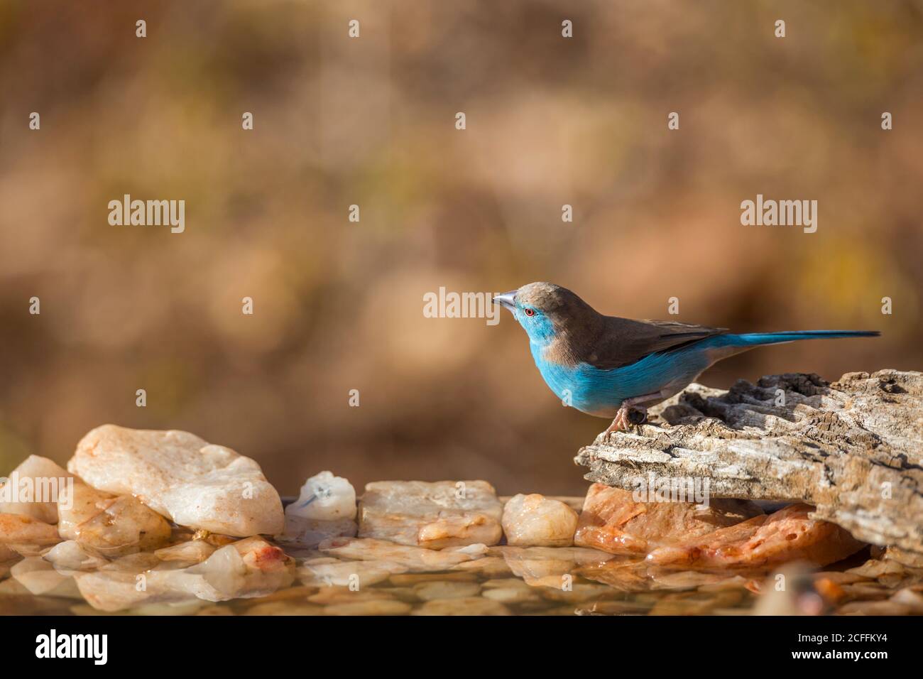 Blaureihiger Cordonbleu-Rüde am Wasserloch im Kruger Nationalpark, Südafrika; specie Uraeginthus angolensis Familie von Estrildidae Stockfoto