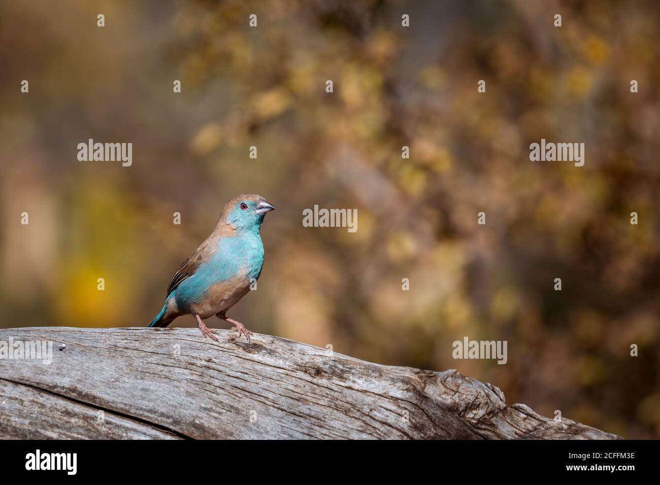 Blau-reihige Cordonbleu isoliert in Unschärfe natürlichen Hintergrund im Kruger Nationalpark, Südafrika ; specie Uraeginthus angolensis Familie von Estrildid Stockfoto