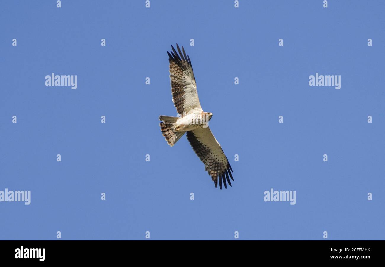 Zwergadler (Hieraaetus penates) auf Herbstzug in die Höhe schnellend, Andalusien, Spanien. Stockfoto