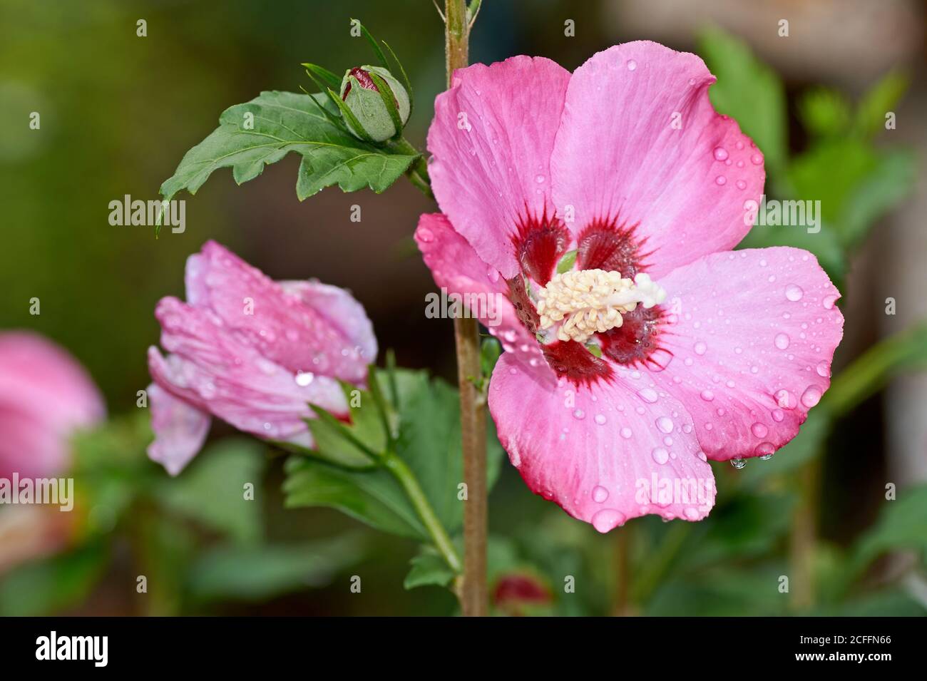 Blühender Rosa Hibiskusbaum. Leuchtend rosa Blume von Hibiscus Hibiscus rosa sinensis Stockfoto