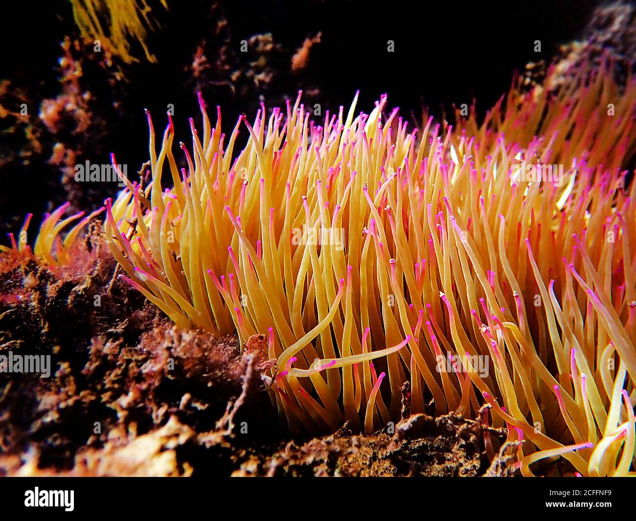 Mediterrane Schnecken Meer Anemone - Anemonia sulcata Stockfoto