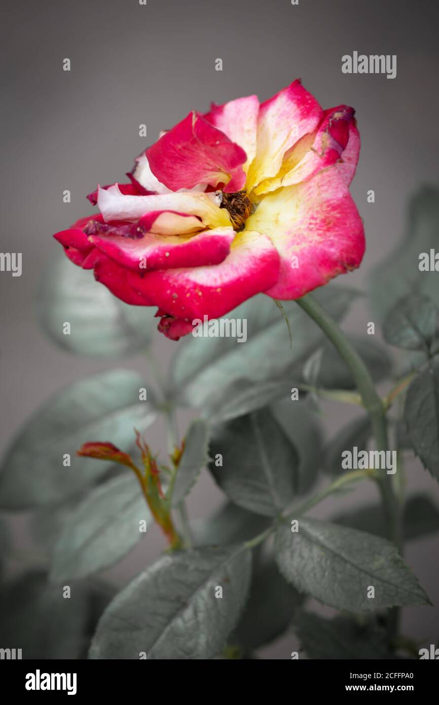 Übergeblasene rote gelbe Rose vor grauem Hintergrund Stockfoto