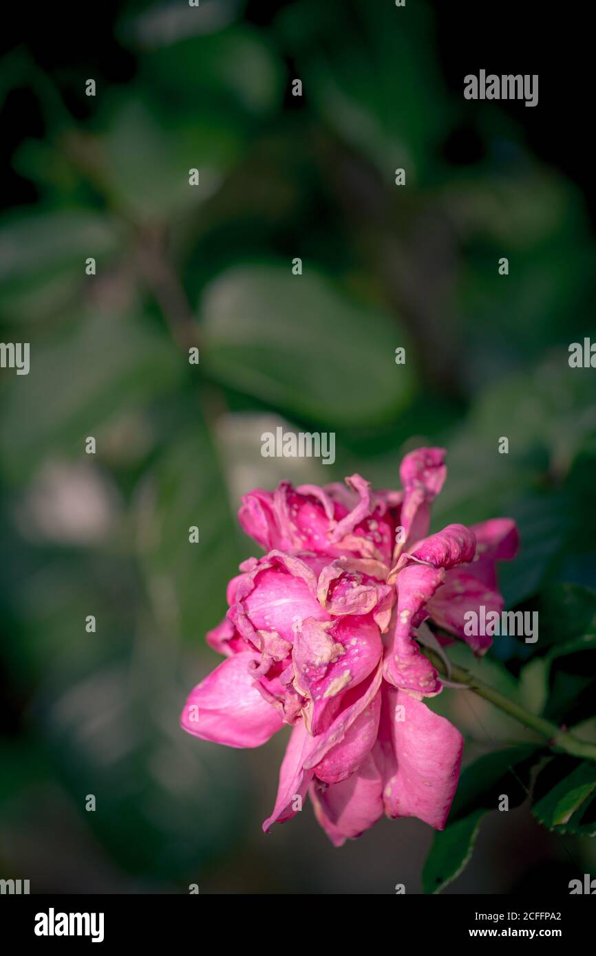 Übergeblasene rote gelbe Rose vor grauem Hintergrund Stockfoto