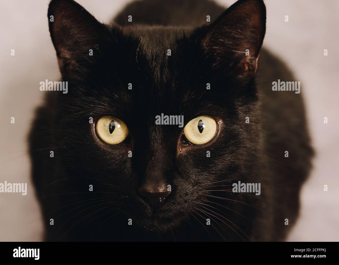 Nahaufnahme von niedlichen aufmerksamen neugierigen schwarzen Bombay Katze mit grün Augen starren vor verschwommenem Hintergrund auf die Kamera Stockfoto