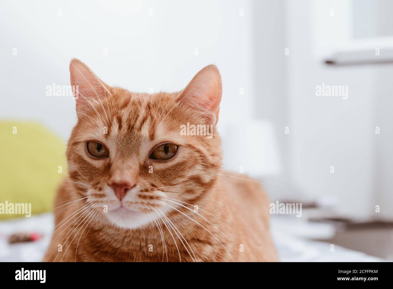 Ruhige Ingwer tabby Hauskatze auf Stuhl sitzen und suchen Bei der Kamera vor weißem Hintergrund Stockfoto