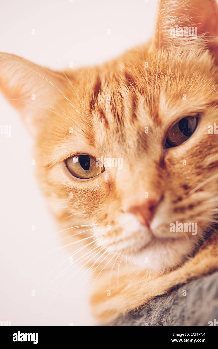 Ruhige Ingwer tabby Hauskatze auf Stuhl sitzen und suchen Bei der Kamera vor weißem Hintergrund Stockfoto