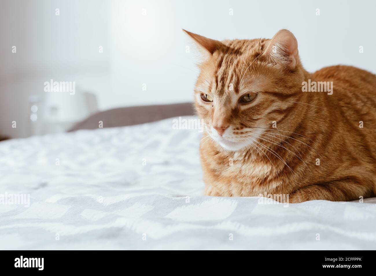 Ruhige Ingwer tabby Hauskatze auf Stuhl sitzen und suchen Weg vor weißem Hintergrund Stockfoto