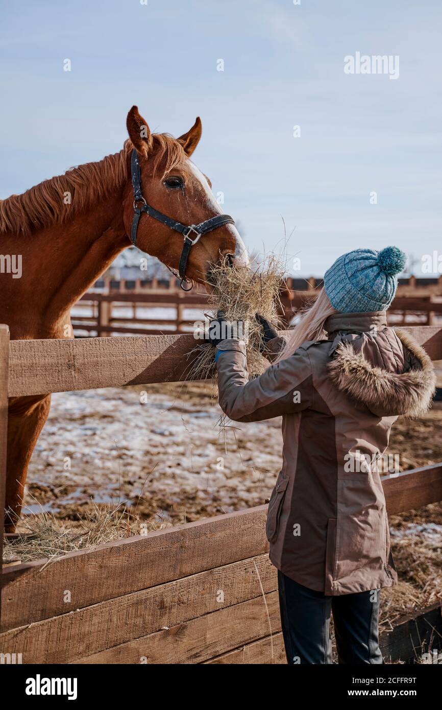 Seitenansicht des luxuriösen Mähne Pferd im Zaumzeug und Frau in warmen Hut und Jacke Fütterung durch Heu auf Hof in hellen Tag Stockfoto