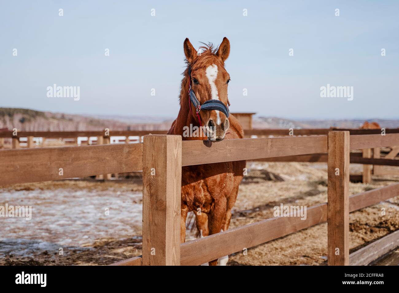 Großes braunes Säugetier mit weißem Fleck in der Stirn im Zaumzeug Am Hippodrom mit Holzzaun Stockfoto