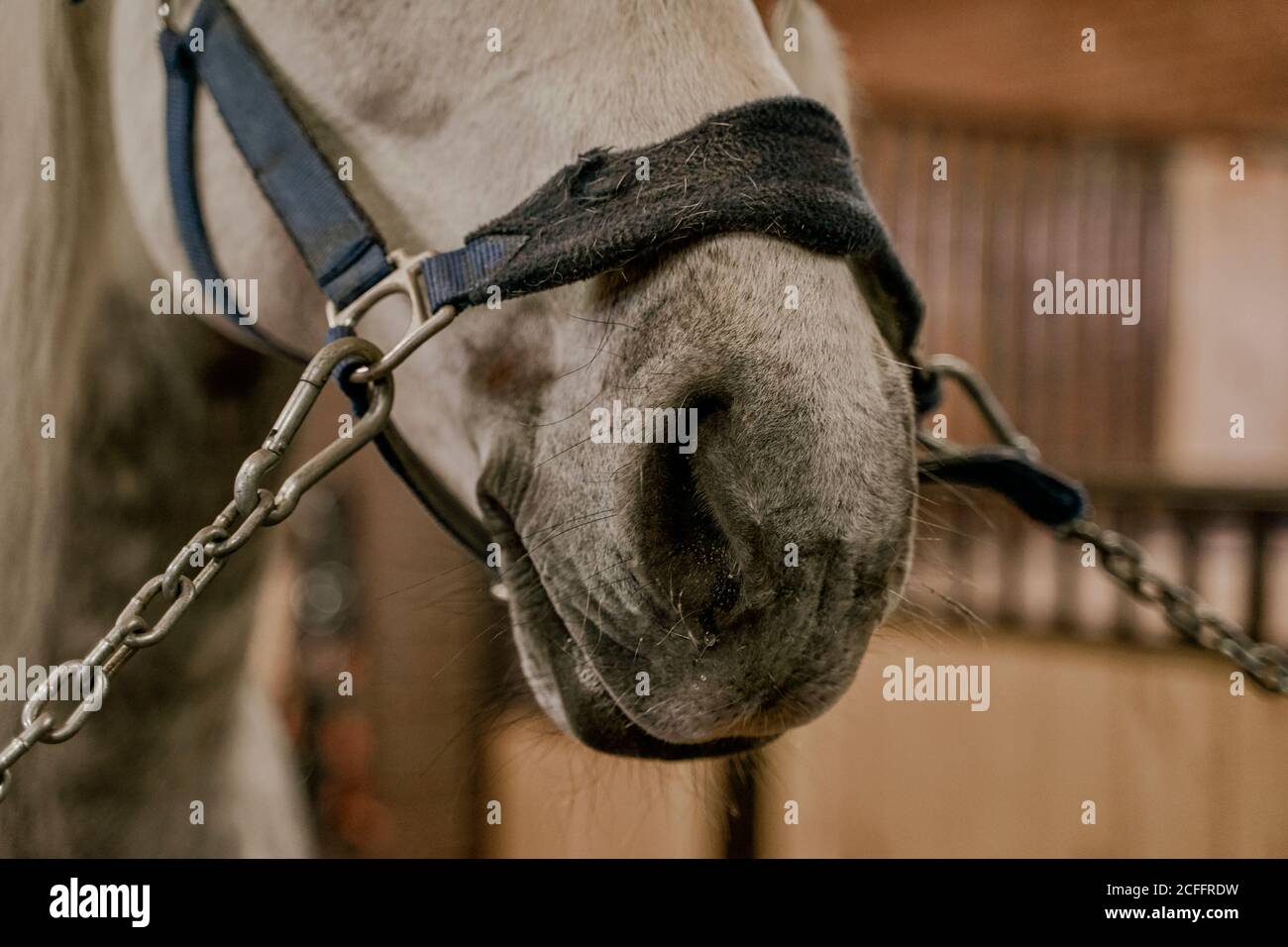 Crop große Kraft Pferd Gesicht der grauen Farbe mit starken Nasenlöcher im Kettenzaum auf dem Hof Stockfoto