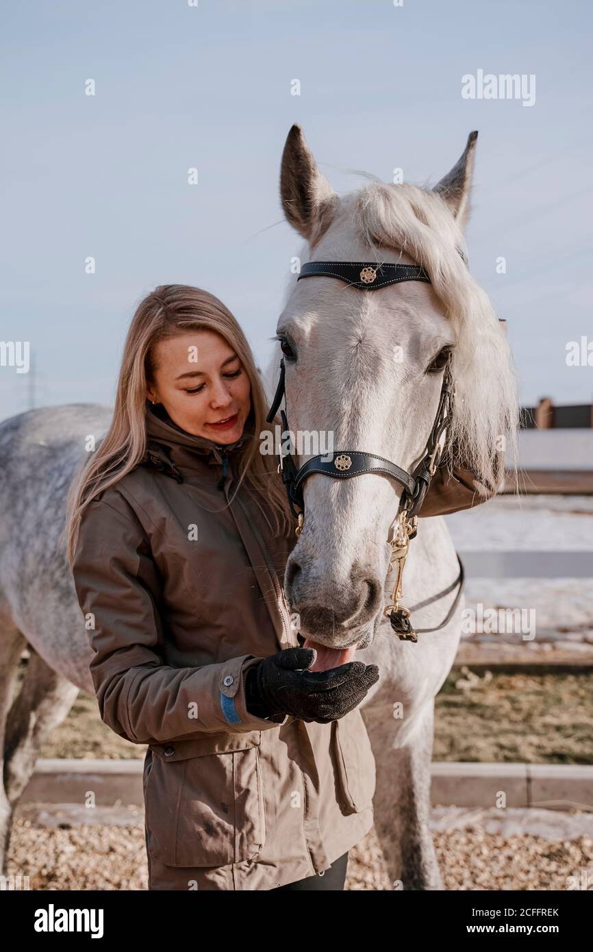 Seitenansicht des grauenweißen Pferdes im verschneiten Hof und der Frau in warmem Hut und Jacke an einem hellen, kalten Tag Stockfoto