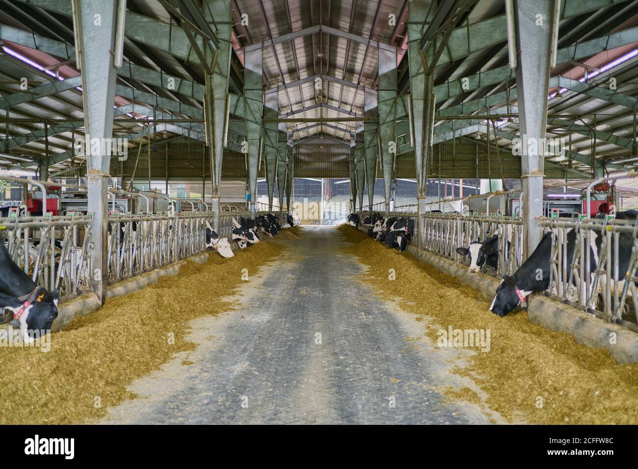 Interieur des modernen geräumigen Kuhstall mit Kühen in Ständen Essen Heu in der Nähe von Metallzaun unter Metalldach auf modern Bauernhof auf dem Land Stockfoto