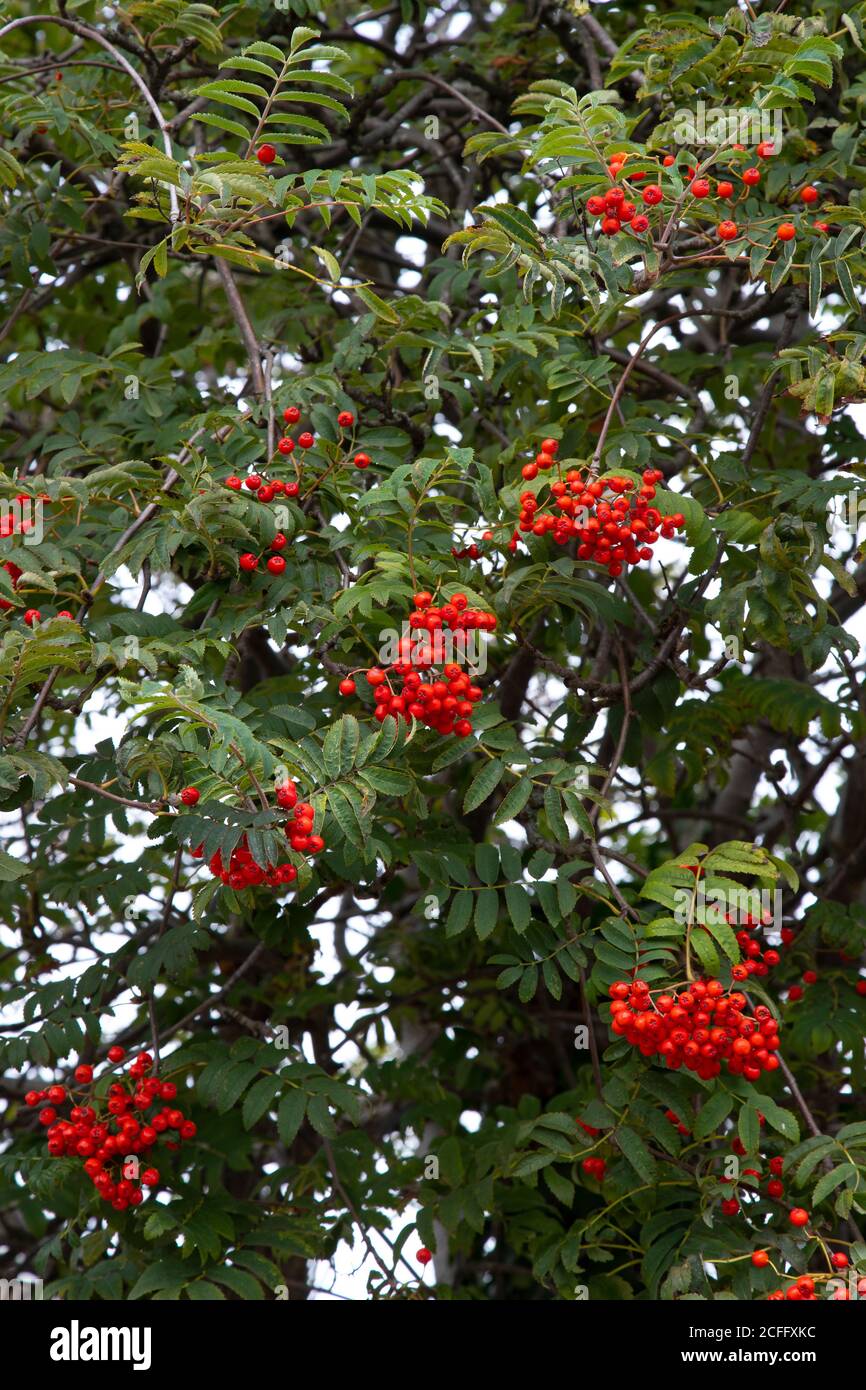 Berg Asche Sorbus domestica mit Klumpen von reifen rötlich Scharlachrote Beeren ein Liebling von Tieren und Vögeln und essbar Für Menschen Stockfoto