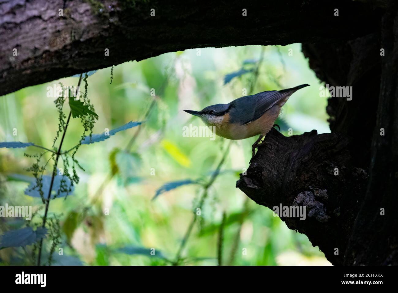 Ein europäischer Nuthatch Sitta europaea im Profil in einem Natürliche Grotte vor einem stark beleuchteten Hintergrund, der von der gebildet wird Aussparung in einem großen Baum Stockfoto Ein europäischer Nuthatch Sitta europaea im Profil in einem Natürliche Grotte vor einem stark beleuchteten Hintergrund, der von der gebildet wird Aussparung in einem großen Baum Stockfoto