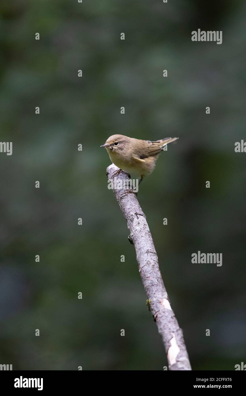 Britische oder eurasische Wren Troglodytes troglodytes auf einem Toten Holzzweig vor einem diffusen sauberen Hintergrund im Spätsommer Stockfoto